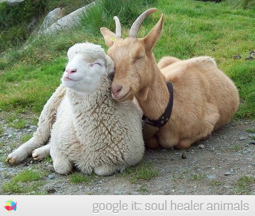 cute-goat-sheep-friendship-smile-photo-picture